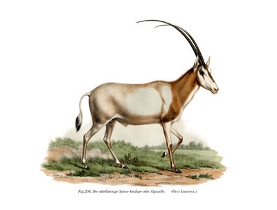 Arabian Oryx by German School